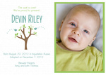Adoption Announcements - Special Baby Bird's Nest