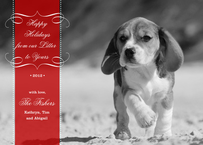 Personalized Holiday Cards, Lil Litter Design