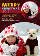 Pawsitively-Dog Christmas Cards