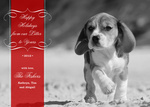 Lil Litter - Dog Christmas Cards 