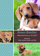 Pet Announcements - Dog Paw