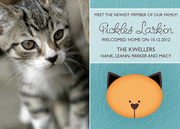 Kitty - New Kitten Announcements - Pet Announcements