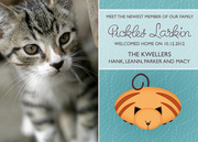 Kitty2 - Pet Announcements