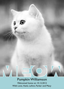  Pet Photo Cards - Meow
