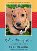 Pet Announcements - Sweet Dog