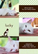  Pet Photo Cards - Pattern