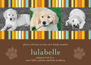 Paws and Stripes - Pet Announcements