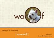  Pet Photo Cards - Stripes