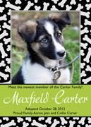Bone Border -  Pet Photo Cards