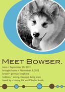 Pet Announcements - Meet the Dog