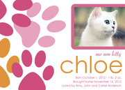 Kitty Paws 2 - New Kitten Announcements - Pet Announcements