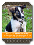 Canine -  Pet Photo Cards