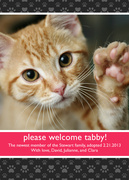 Feline -  Pet Photo Cards