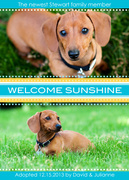Pet Announcements - Puppy