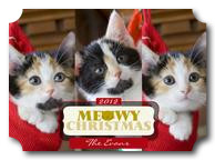 Winter Whiskers-Dog Christmas Cards